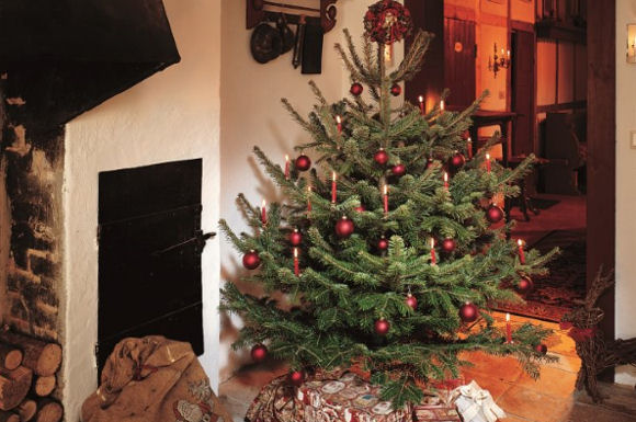 Längst hängen Weihnachtsbäume nicht mehr an der Decke, sondern stehen wie dieses prachtvolle Exemplar auf dem Boden.