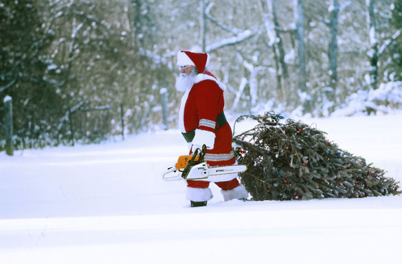 Dank einer handlichen Akku-Motorsäge verwandelt sich der Baum aus dem Wald mühelos in einen schmucken Christbaum für die gute Stube.